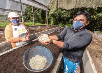 Amazonas tem previsão de aumento de safra agrícola em 2022, aponta IBGE