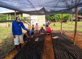 Em Borba, Idam realiza entrega de sementes de açaí para produtores rurais
