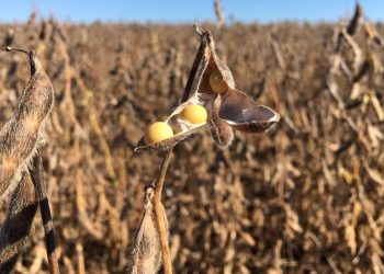 BID abre linha de crédito de US$ 1,2 bi para agropecuária no Brasil