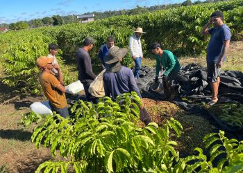 Cafeicultura em Guajará prevê safra de 100 mil sacas de café para este ano